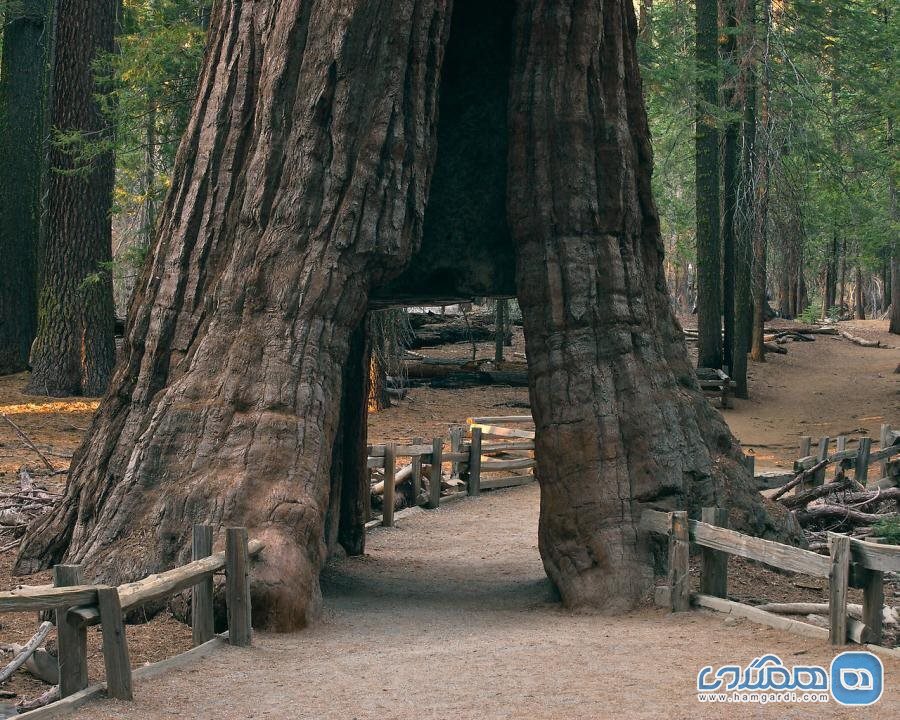 درخت California Tunnel Tree