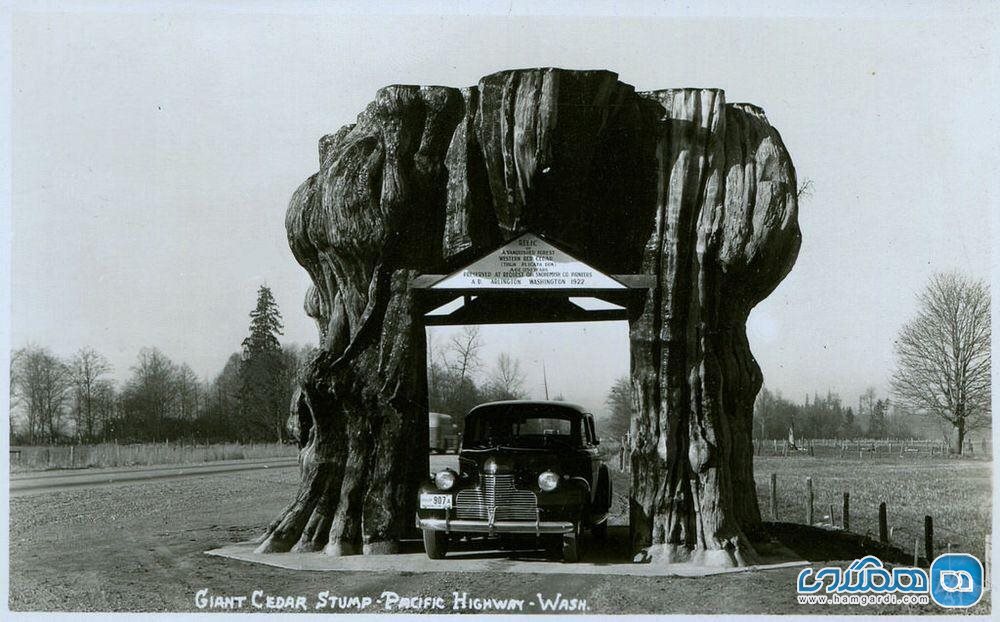 درخت Big Cedar Stump