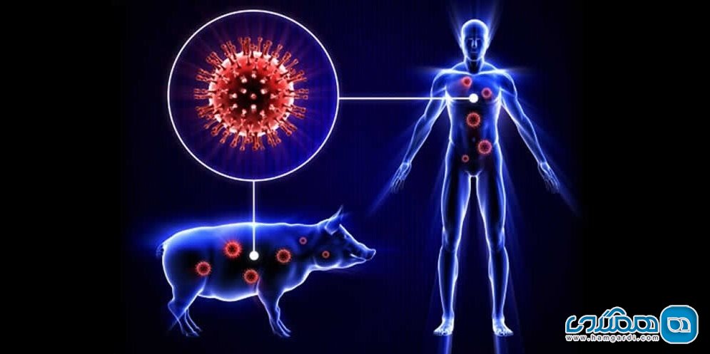 تلفات آنفولانزای خوکی