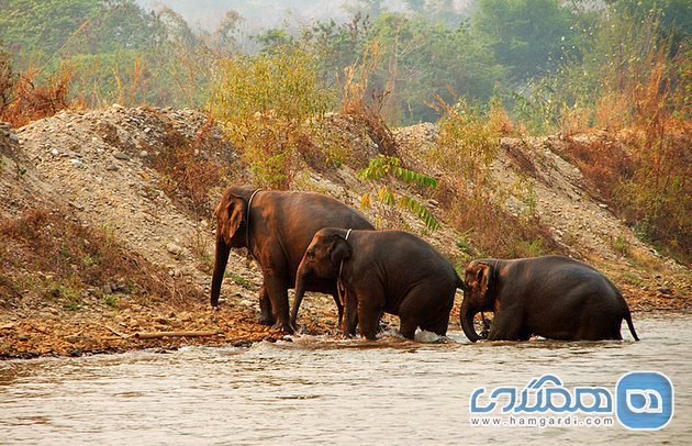 پارک طبیعی فیل چیانگ مای