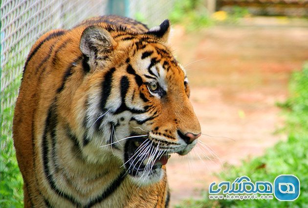 باغ وحش های چیانگ مای