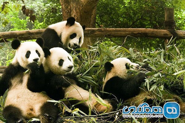 باغ وحش پکن