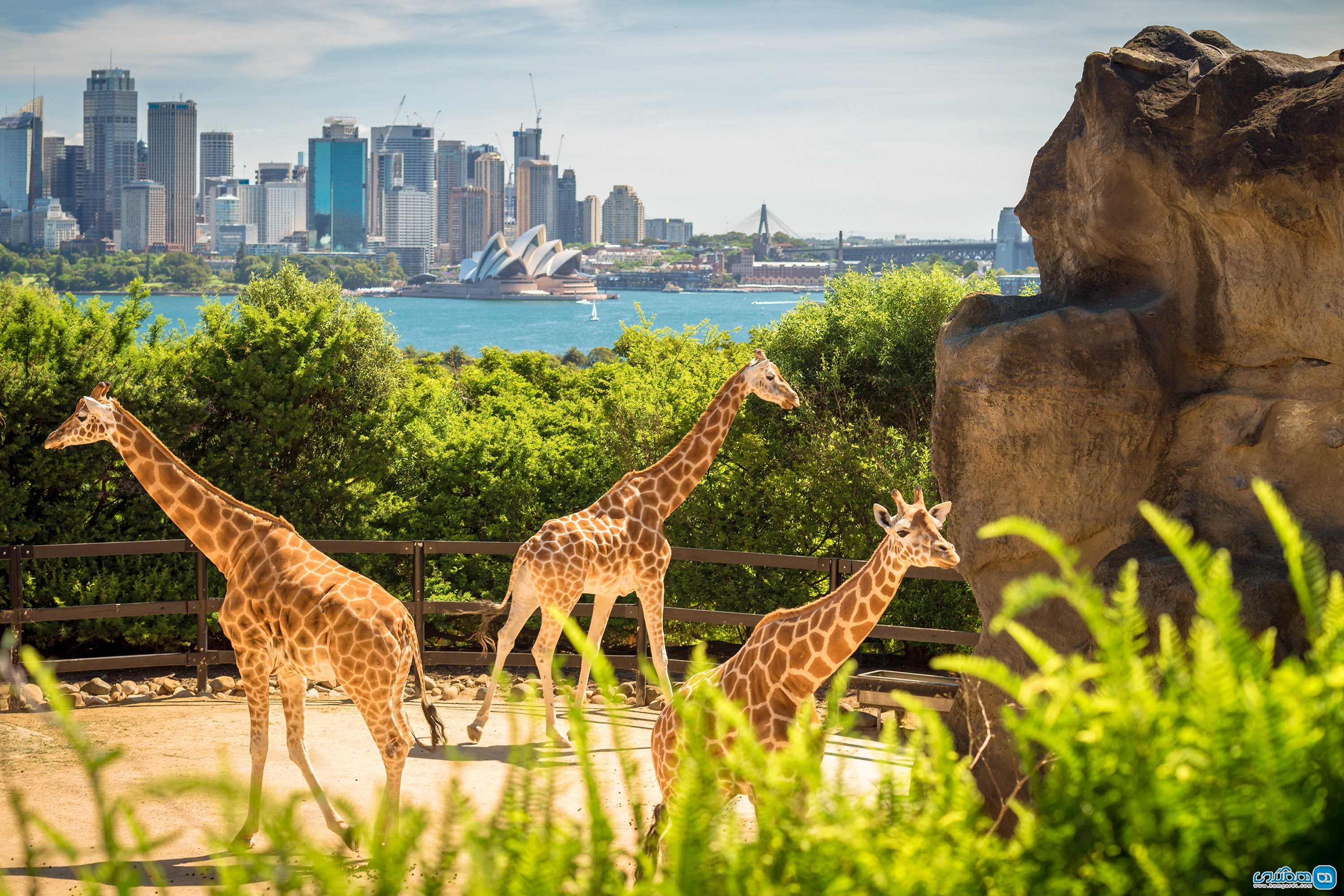 باغ وحش تارونگا Taronga Zoo