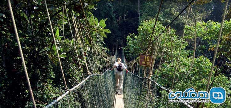 پارک ملی Taman Negara مالزی