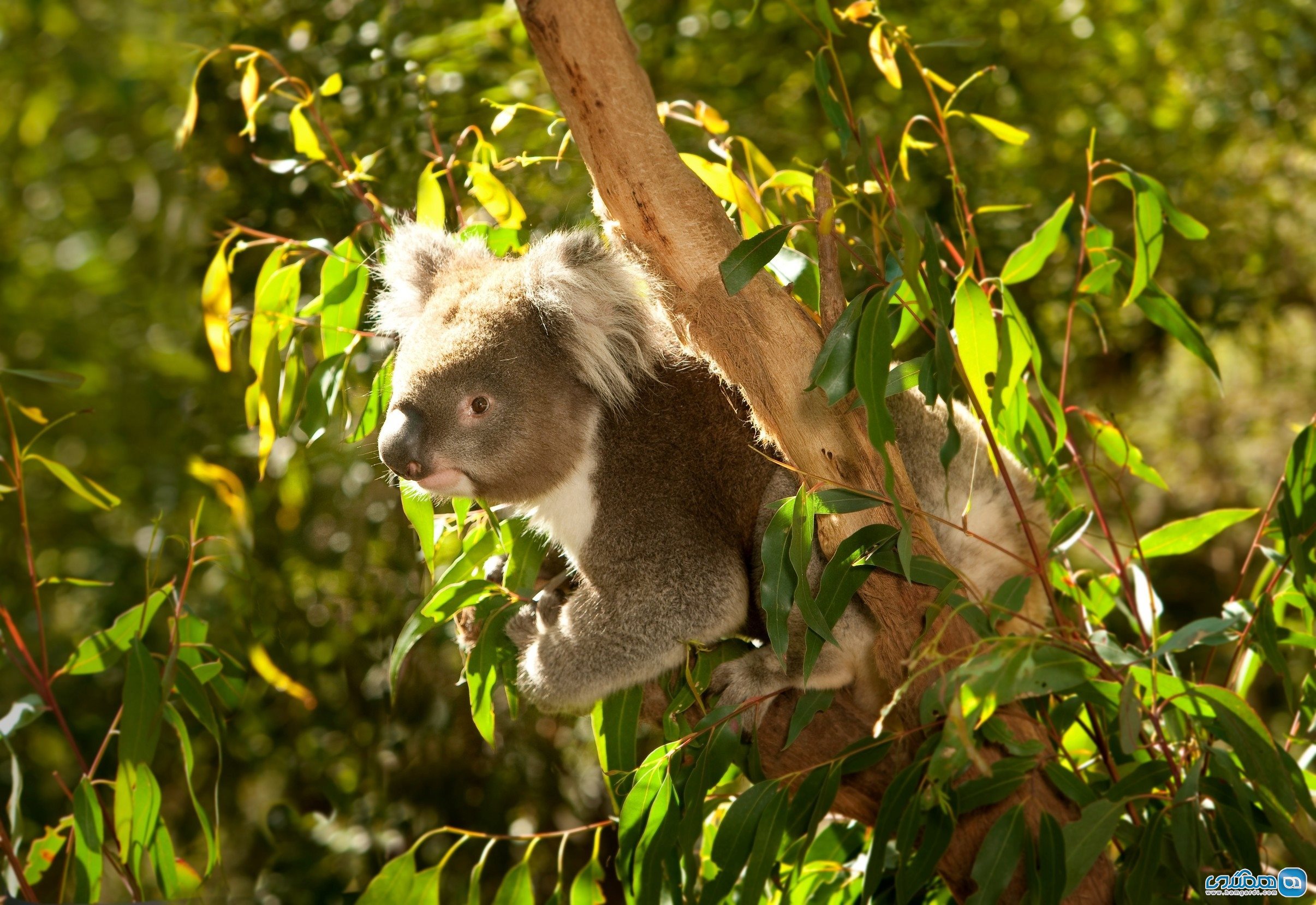 باغ وحش ملبورن Melbourne Zoo