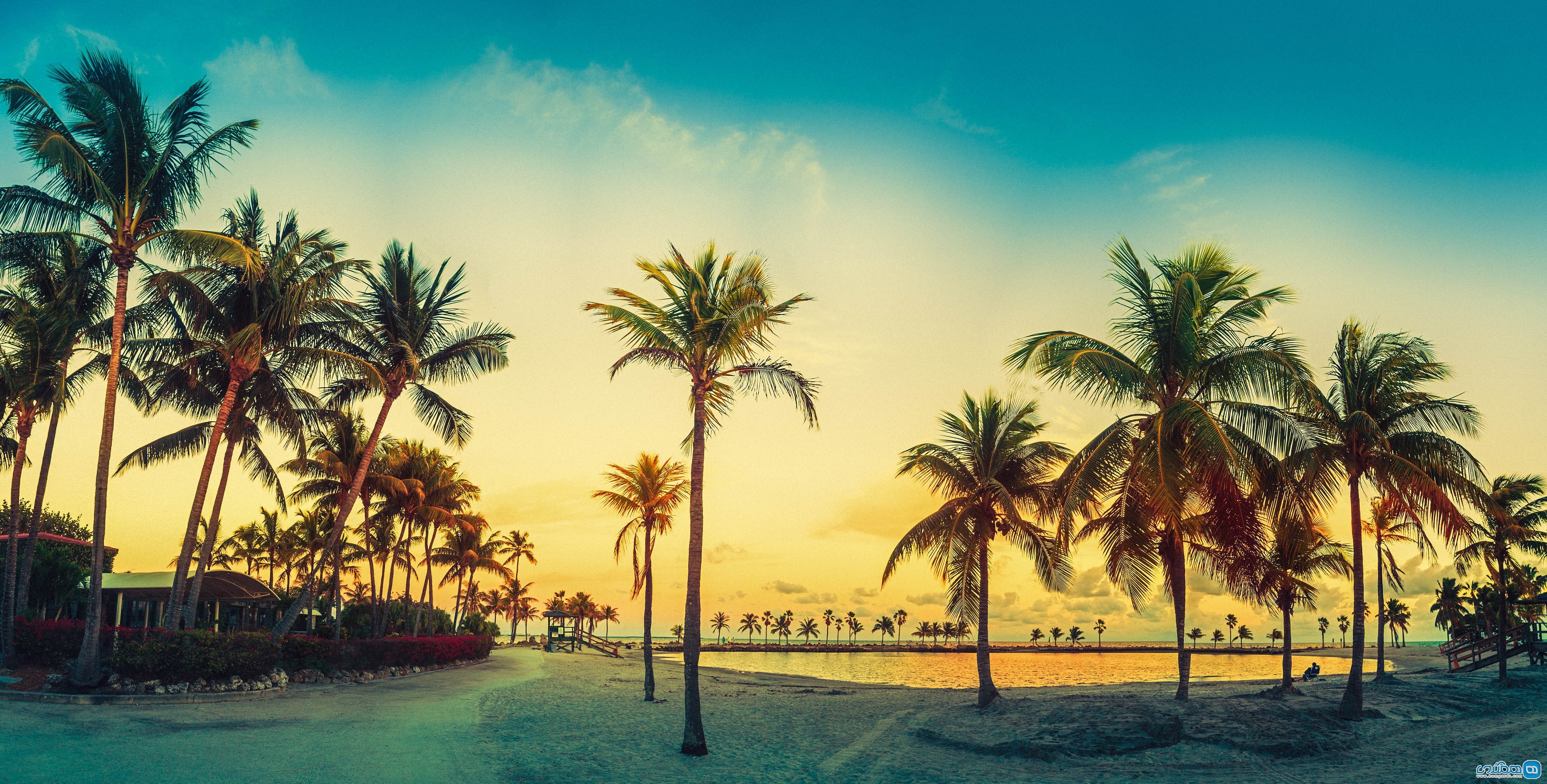 Не лето и майами. Майами Бич панорама. Пальма (город). Пляж с пальмами. Пальмы Майами.