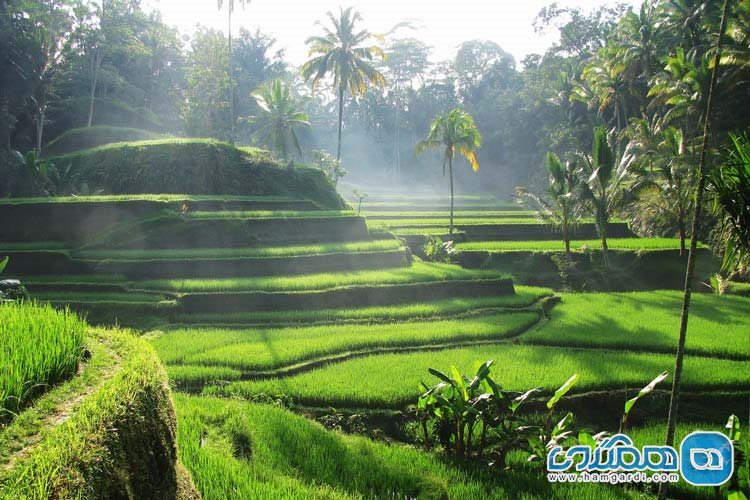 مزارع برنج در منطقه اوبود - Tegallalang Rice Terraces