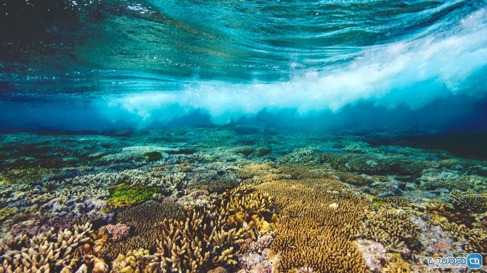 Barrier Reef