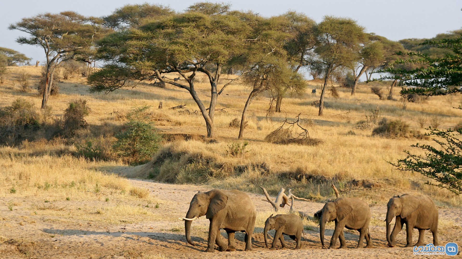 Национальный парк каким названием есть в африке. Тарангире национальный парк. Национальный парк Серенгети Танзания. Национальный парк Тарангире в Танзании. Заповедник Серенгети в Африке.