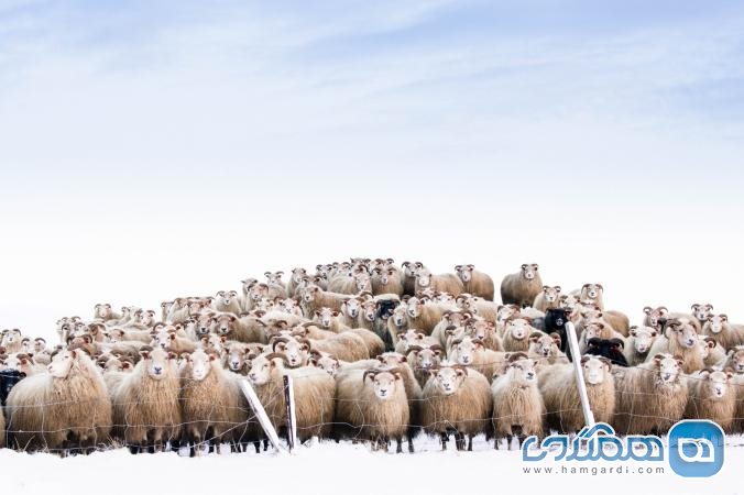 عکس منخب نشنال جئوگرافیک گله ی گوسفندان