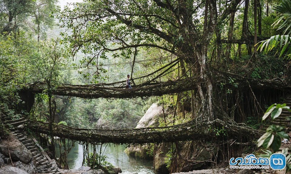 پل هایی از ریشه درخت در شهر چراپونچی