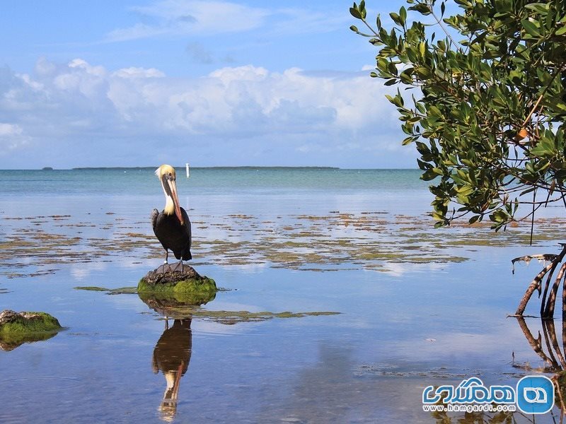 پارک ملی اورگل دیس (Everglades )، فلوریدا، ایالات متحده آمریکا