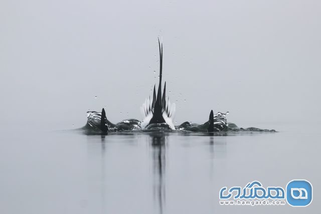 عکس منتخب نشنال جئوگرافیک | شکار زیر آب
