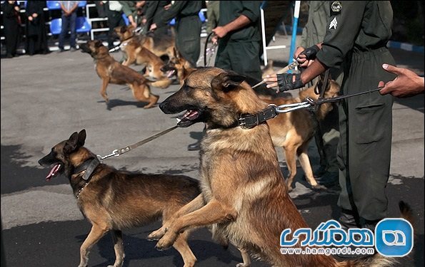 سگ حافظ تاریخ می شود
