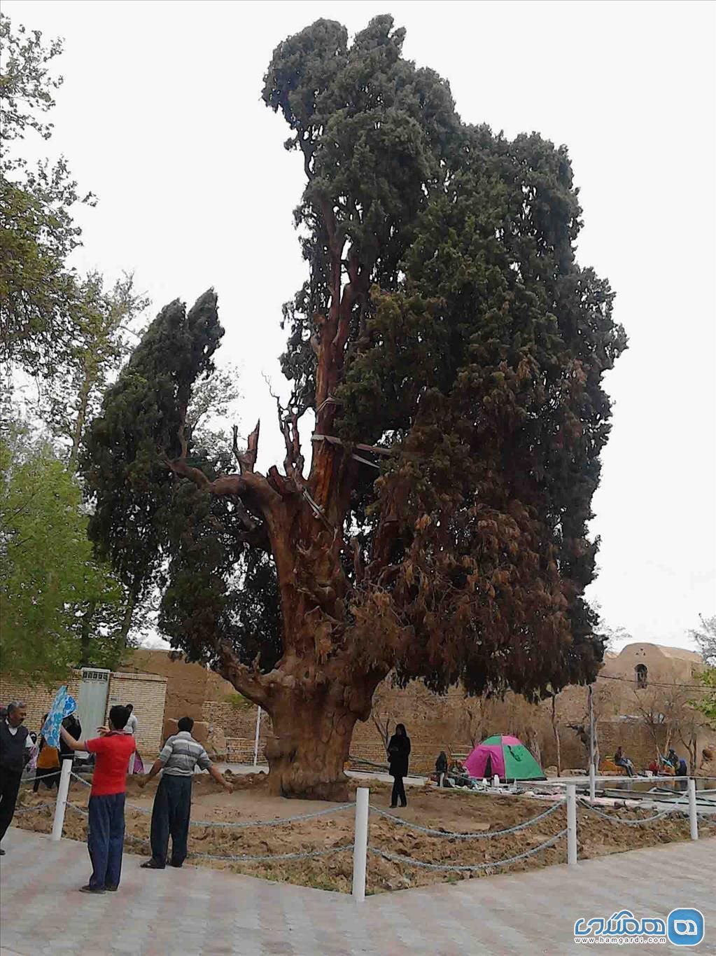 اولین 
 سرو در ایران زمین