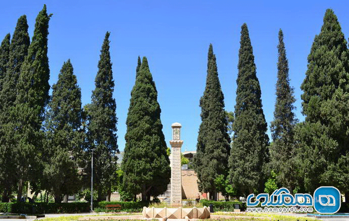 درختان سرو