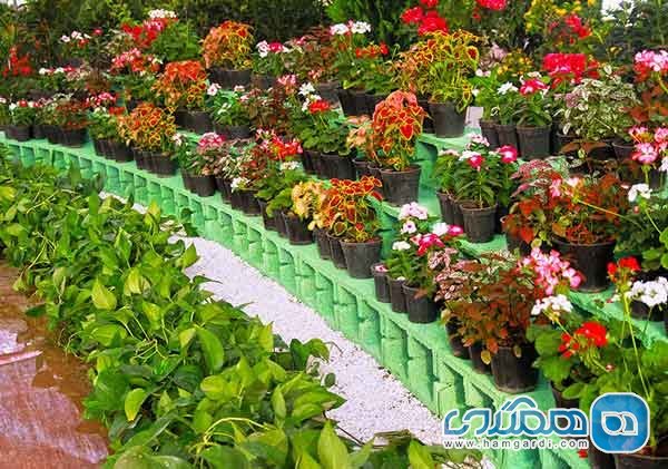 گل و گیاه زینتی محلات