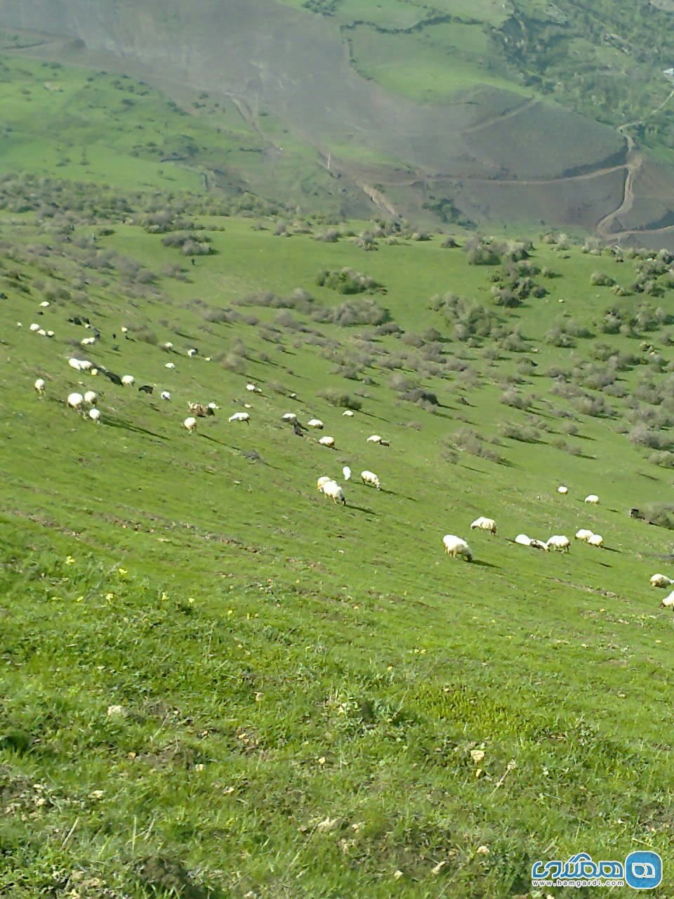 اینی قالاسی