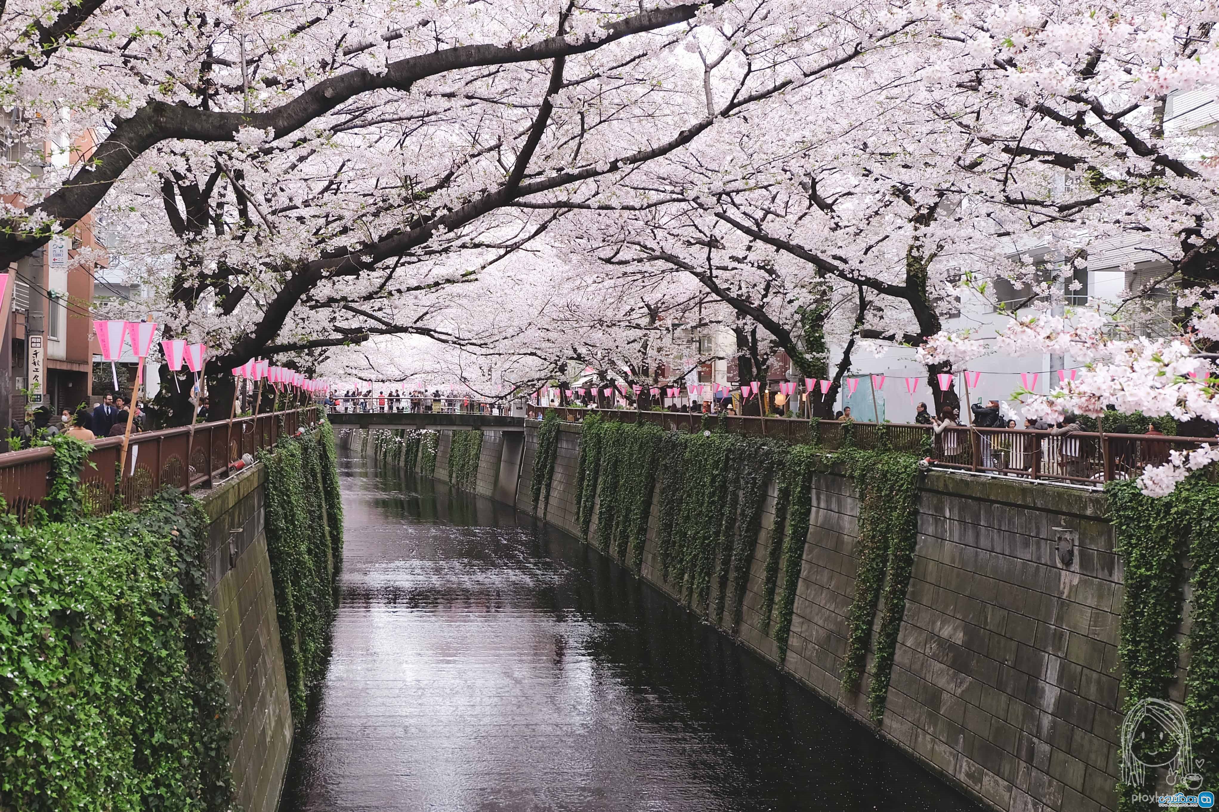 دلیل سی و پنجم : شکوفه های ژاپنی