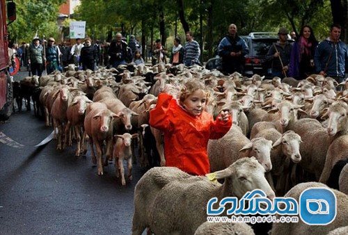 گوسفندان در خیابان های اسپانیا