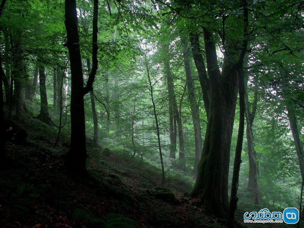 جنگل های مازندران