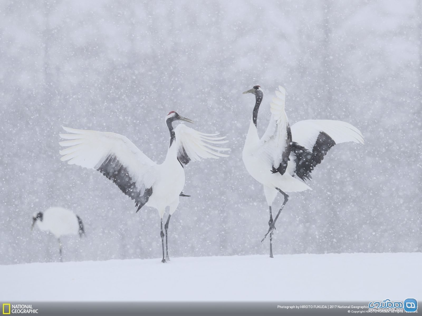 عکس منتخب نشنال جئوگرافیک | رقص برف