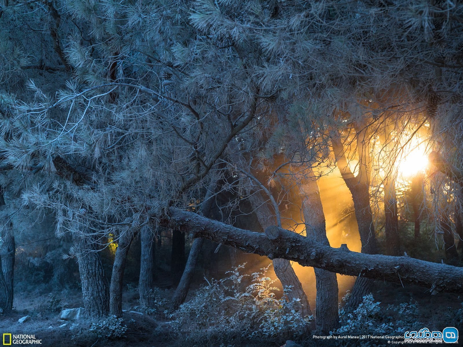 عکس منتخب نشنال جئوگرافیک | آتش در جنگل سپید 