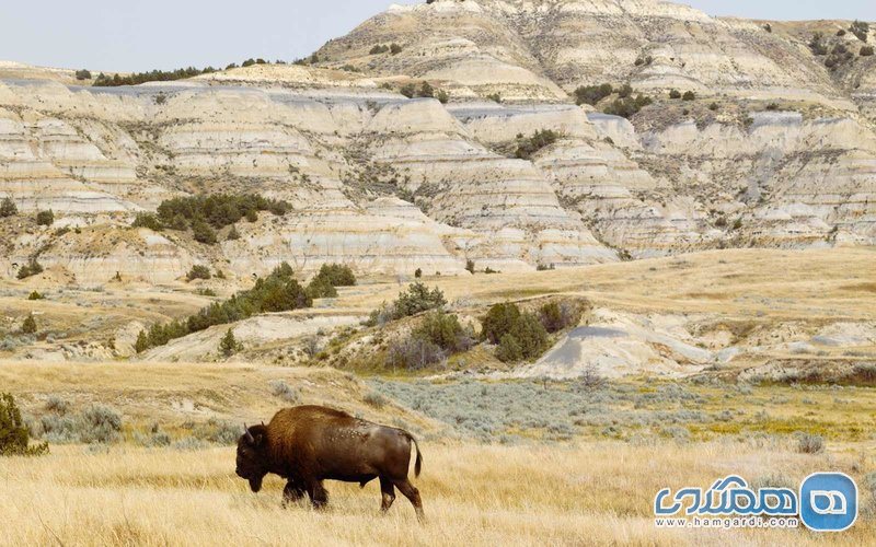 پارک ملی داکوتای شمالی - تیودور روزولت