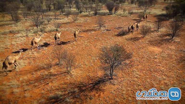 افزایش چشمگیر تعداد شتر های وحشی استرالیا