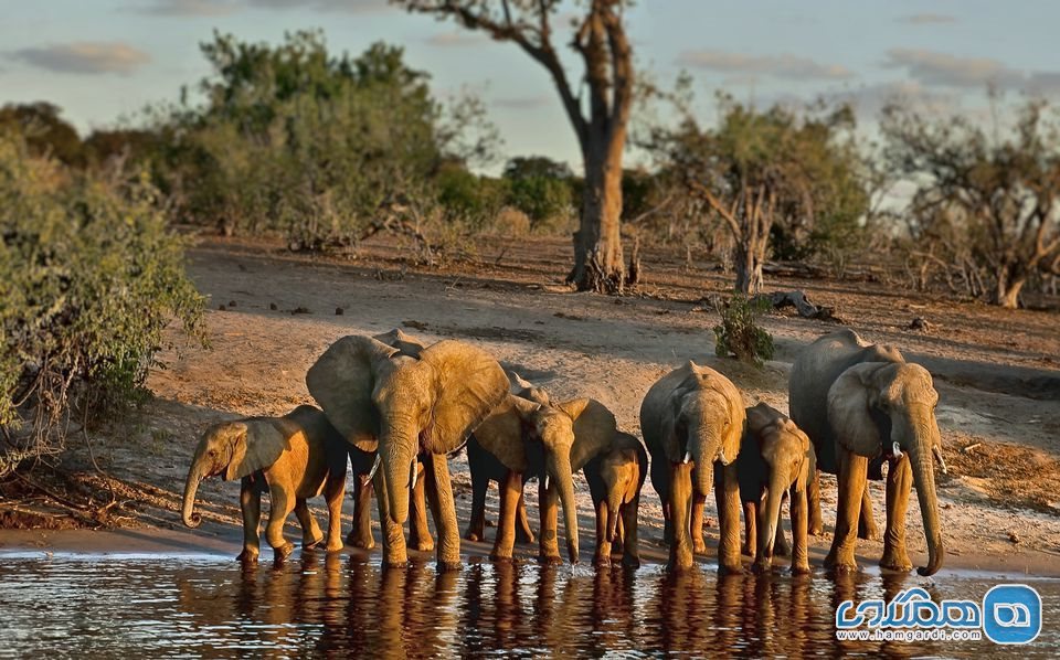 پارک ملی چوب Chobe National Park در بوتسوانا