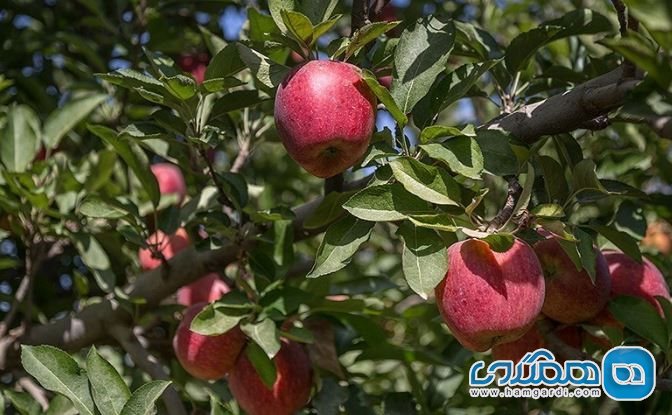 مراغه قطب اول تولید سیب آذربایجان شرقی
