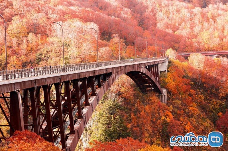 سفر به ژاپن در فصل پاییز : برگ های پاییزی