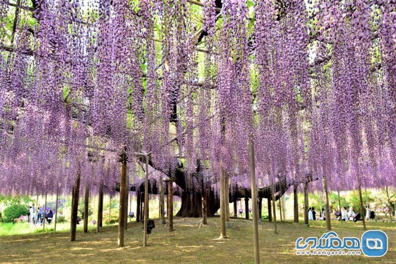 سفر به ژاپن در فصل بهار : زمین های پر از گل