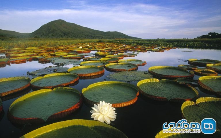 سفر با کوله پشتی در پانتانال Pantanal