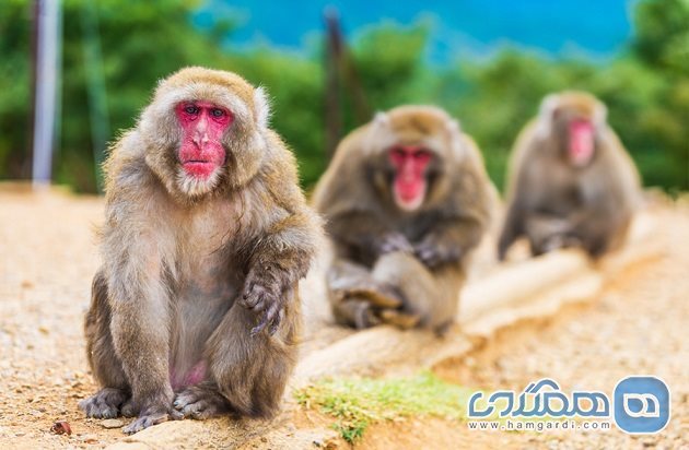پارک میمون ها در کیوتو