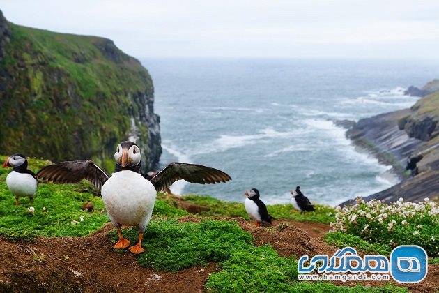 جزیره اسموکر Skomer Island