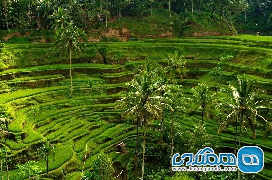 مزارع برنج پلکانی Tegalalang