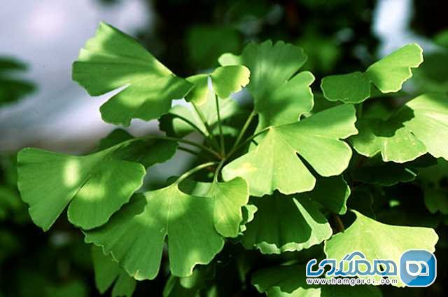 گینگکوها (Ginkgos)