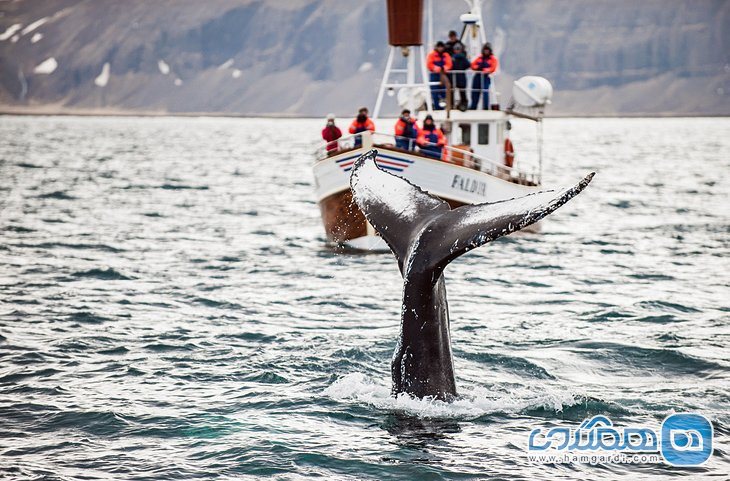 تماشای نهنگ ها در ریکیاویک Reykjavik