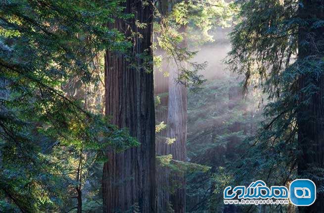 پارک ملی ردوود Redwood National Park