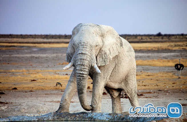 پارک ملی اتوشا Etosha National Park