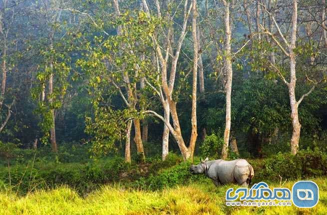 پارک ملی چیتوان Chitwan National Park
