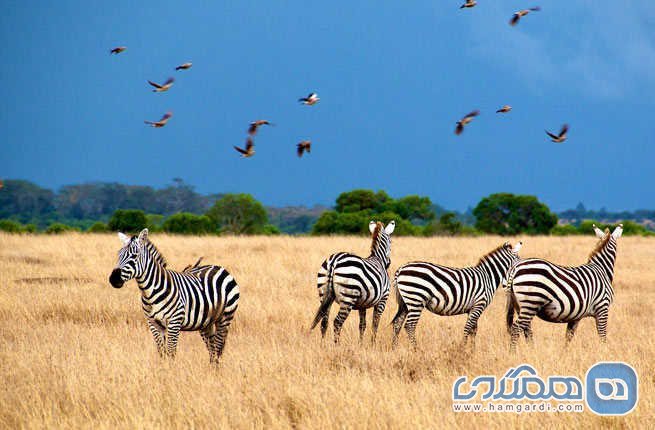 پارک ملی سرنگیتی Serengeti National Park