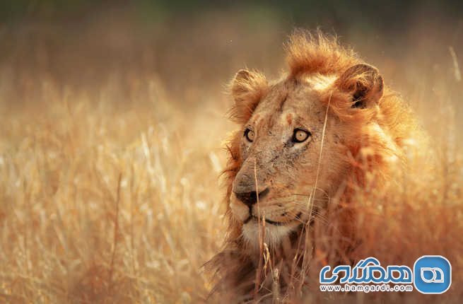 پارک ملی کروگر Kruger National Park