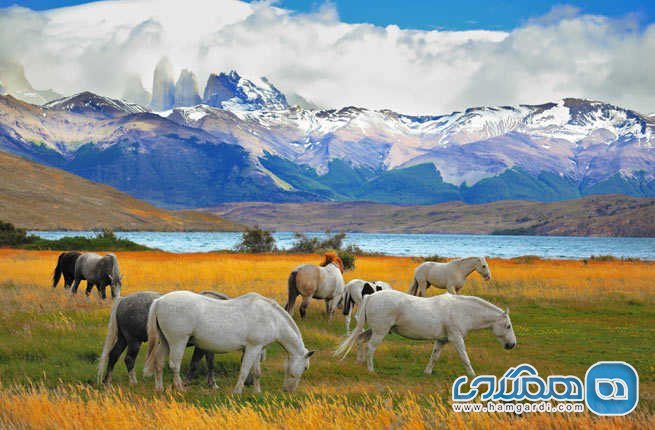 پارک ملی تورس دل پین Torres del Paine National Park