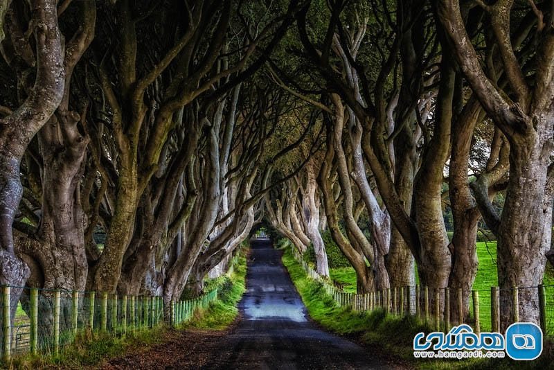 جنگل افسانه ای و وحشتناک ‏The Dark Hedges در ایرلند شمالی