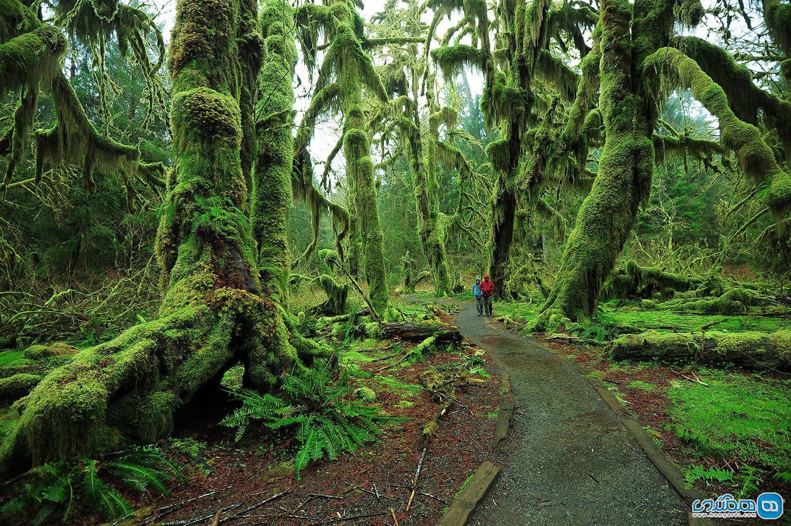 جنگل افسانه ایHoh Rain Forest ‎‏ در واشنگتن آمریکا