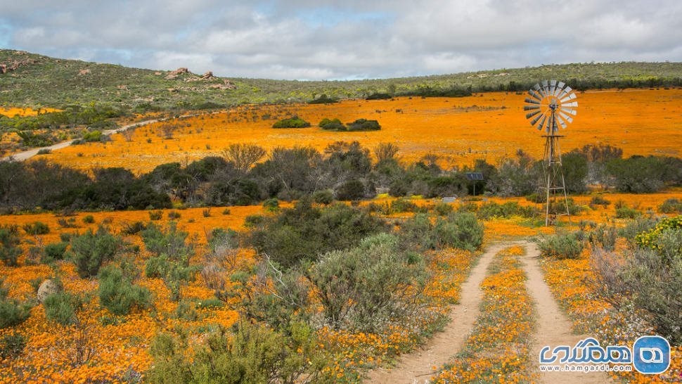 بیابان های خشک و بی آب و علف ناحیه نمکلاند (namaqualand)