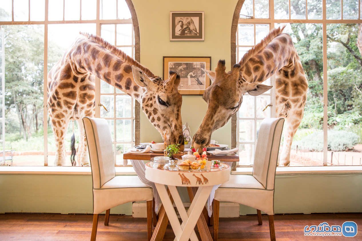 جیرافه مانور (giraffe manor) در کنیا
