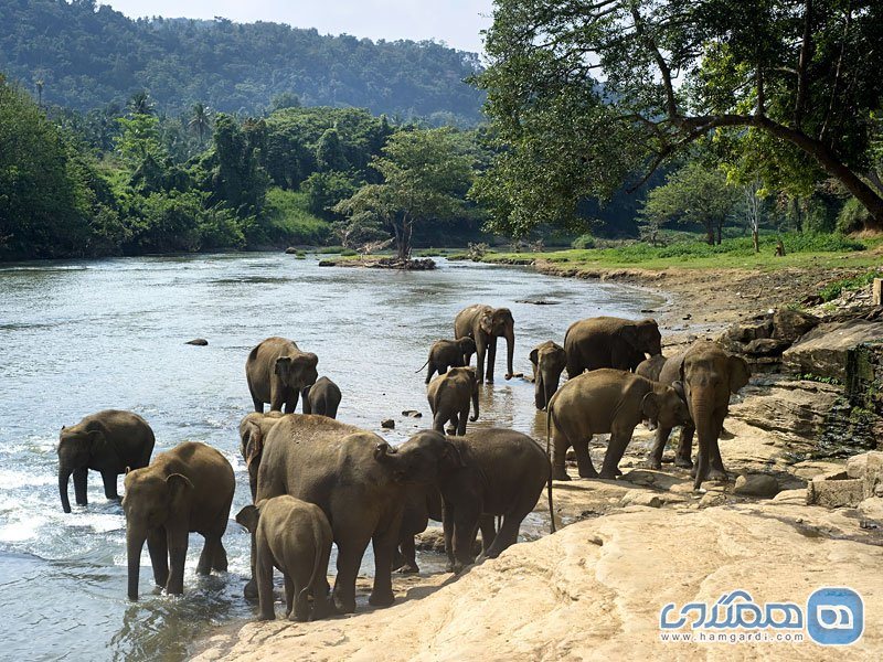 سفر به حیات وحش در سریلانکا